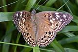 Tawny Emperor Butterfly April 2023